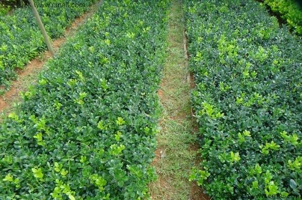 构骨种子发芽出苗图片