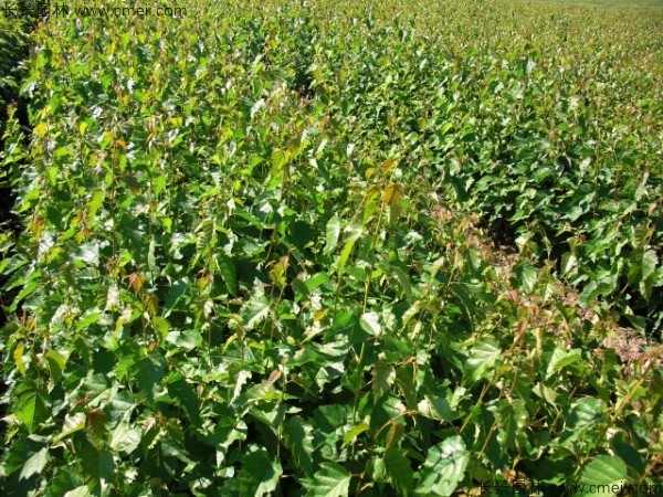 白桦种子发芽出苗图片