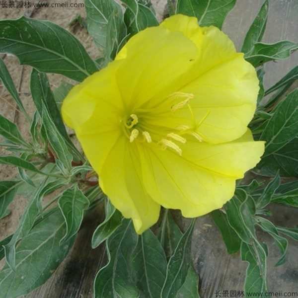 美丽月见草种子发芽出苗开花图片