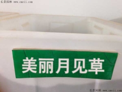 美丽月见草种子