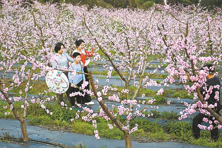 龙泉山千亩桃花绽放 智能技术赋能生态修复