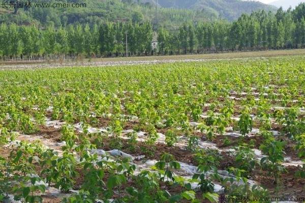 复叶槭种子发芽出苗图片