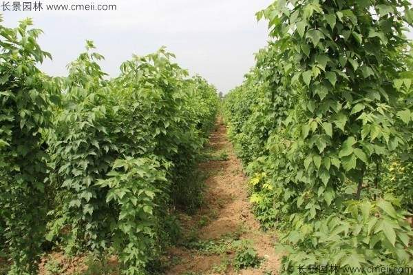 复叶槭种子发芽出苗图片