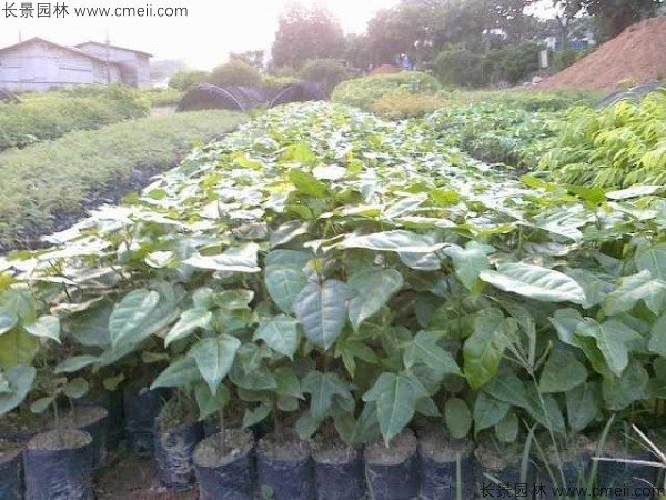 澳洲火焰木种子发芽出苗图片