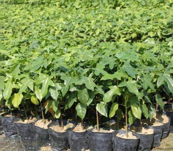 澳洲火焰木种子发芽出苗图片