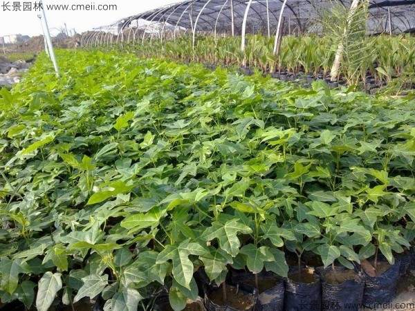 澳洲火焰木种子发芽出苗图片