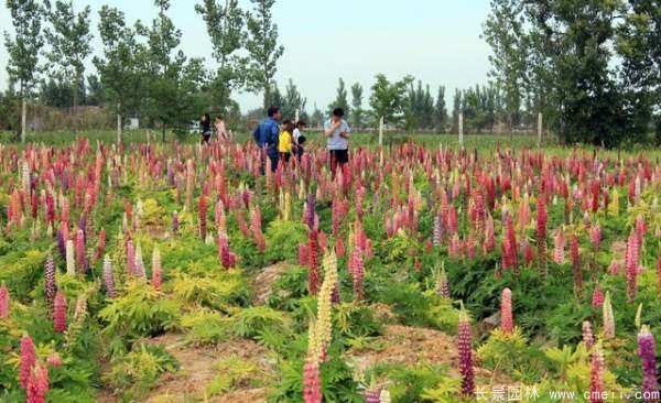 羽扇豆种子发芽出苗开花图片
