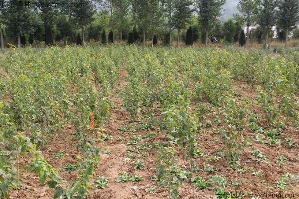 青榨槭种子发芽出苗图片