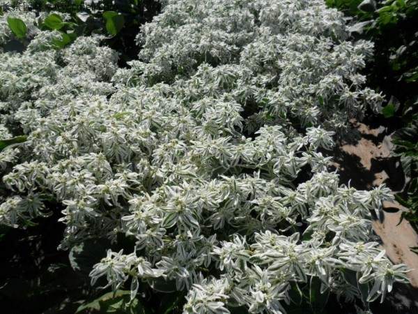 银边翠种子发芽出苗图片