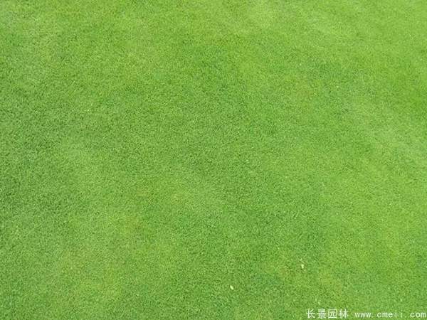 老鹰草草坪图片