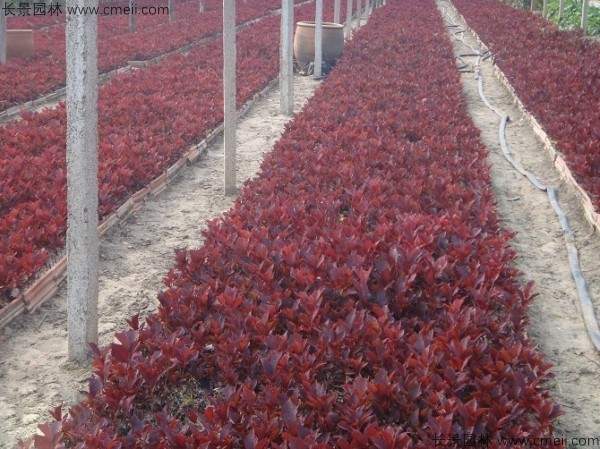 紫叶稠李种子发芽出苗图片