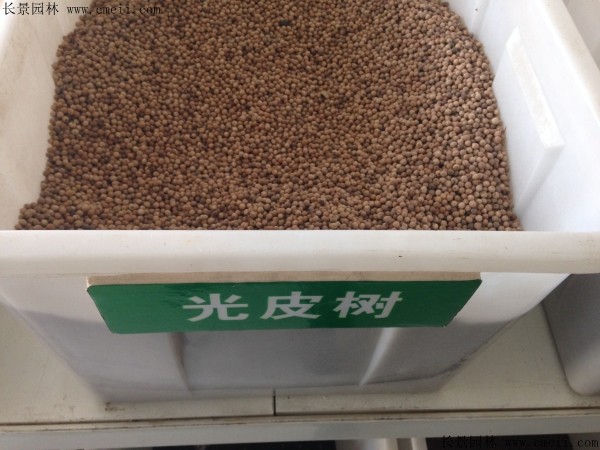 光皮树种子图片