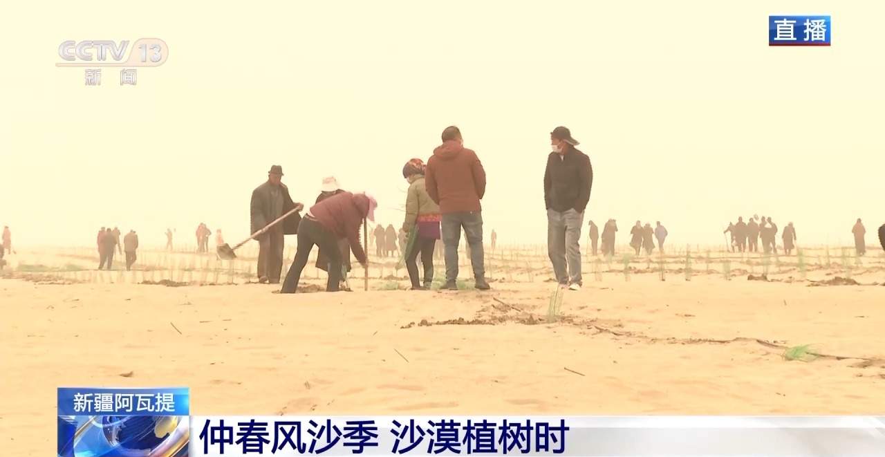 新疆塔克拉玛干沙漠防沙治林技术创新与生态效益