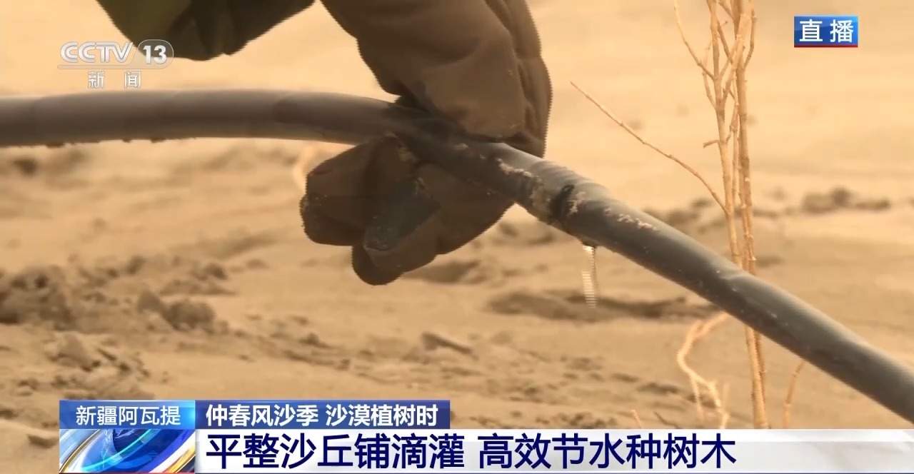 新疆塔克拉玛干沙漠防沙治林技术创新与生态效益