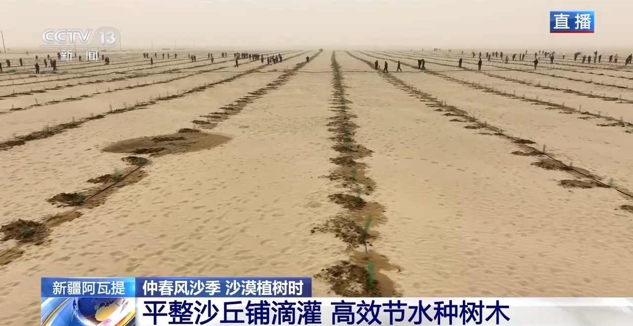 新疆塔克拉玛干沙漠防沙治林技术创新与生态效益