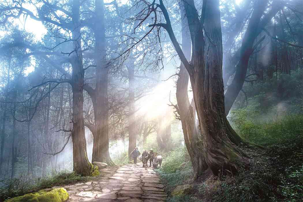 四川科学绿化拓宽生态发展新路径