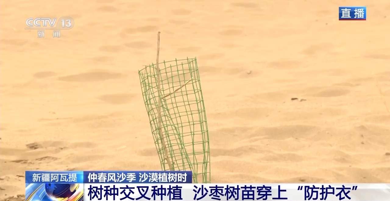 新疆塔克拉玛干沙漠防沙治林技术创新与生态效益