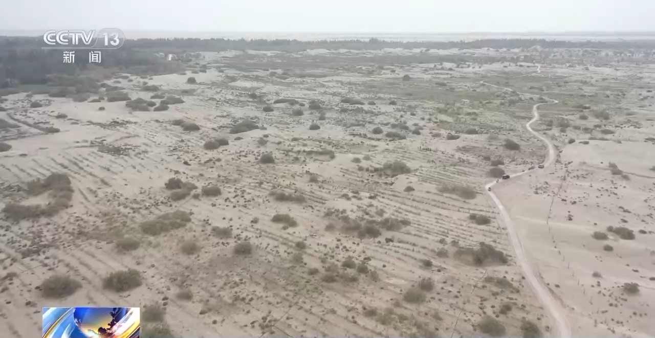 新疆塔克拉玛干沙漠防沙治林技术创新与生态效益