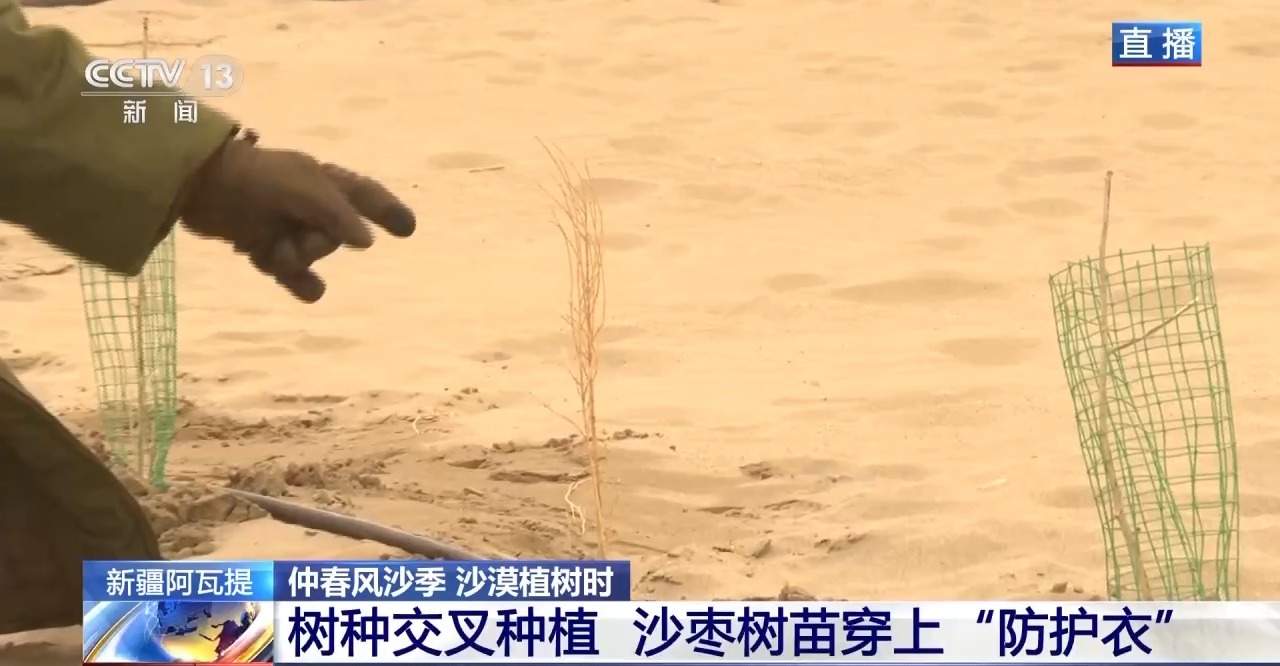 新疆塔克拉玛干沙漠防沙治林技术创新与生态效益