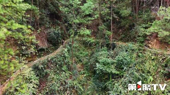 重庆林长制推动生态守护与绿色产业协同发展