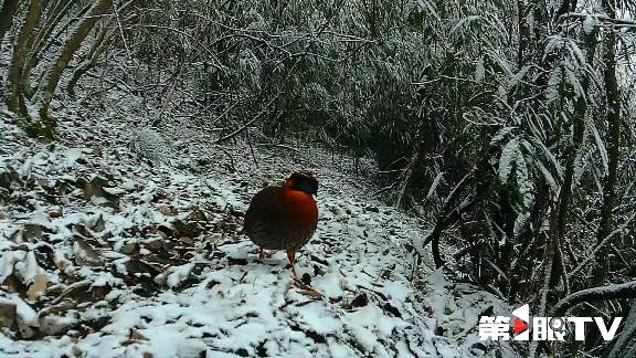 重庆林长制推动生态守护与绿色产业协同发展