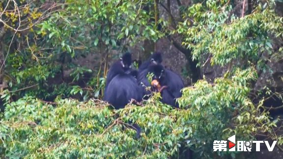 重庆林长制推动生态守护与绿色产业协同发展