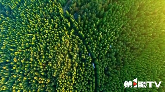 重庆林长制推动生态守护与绿色产业协同发展