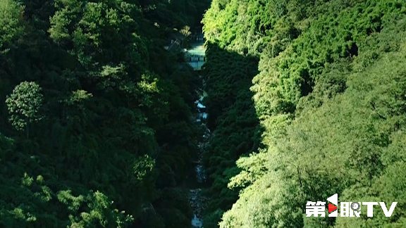 重庆林长制推动生态守护与绿色产业协同发展