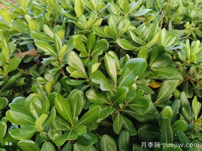 常用20种常绿绿篱特点和养护(图2)