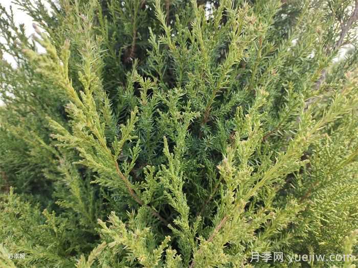 常用20种常绿绿篱特点和养护(图1)