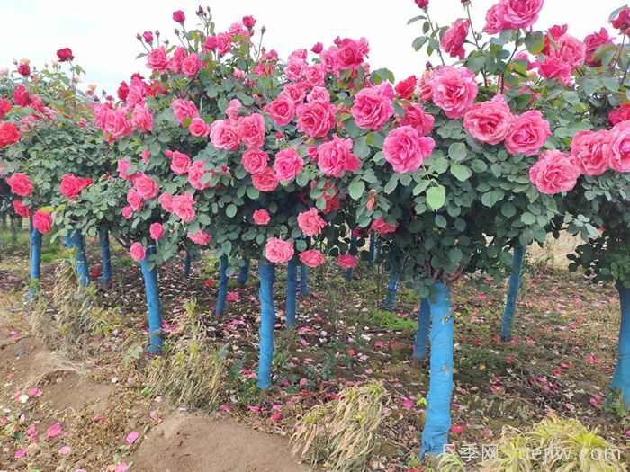 城乡园林绿化常用的50种植物(图1)