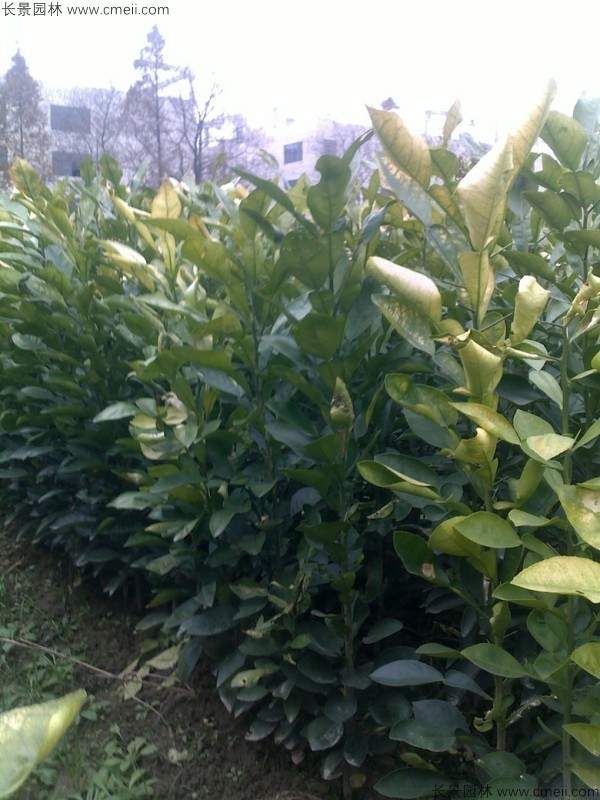 香泡种子发芽出苗图片