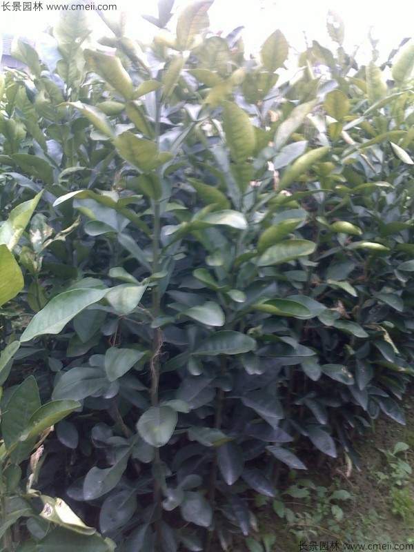 香泡种子发芽出苗图片