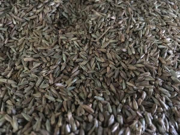 牛夕子种子图片