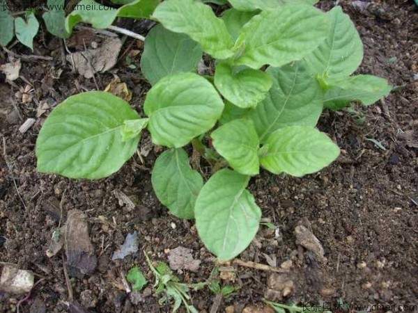 牛膝种子发芽出苗图片