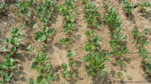 沙参种子发芽出苗图片