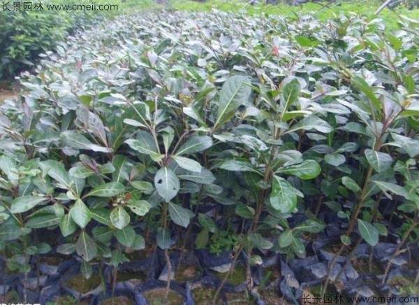 小叶榄仁种子发芽出苗图片