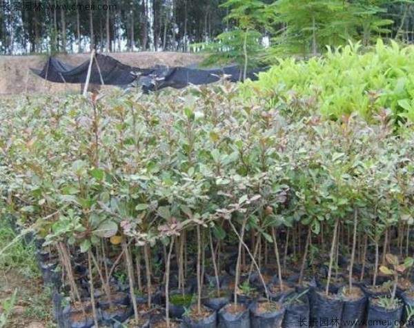 小叶榄仁种子发芽出苗图片