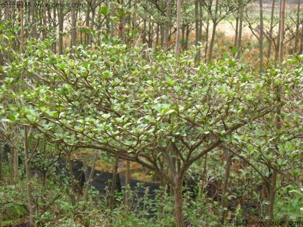 小叶榄仁种子发芽出苗图片