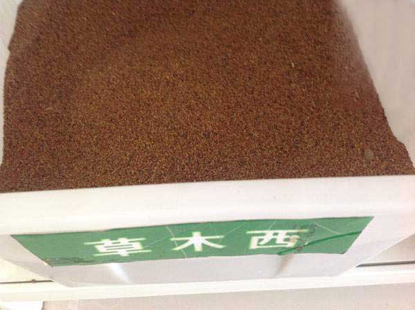 草木犀种子图片