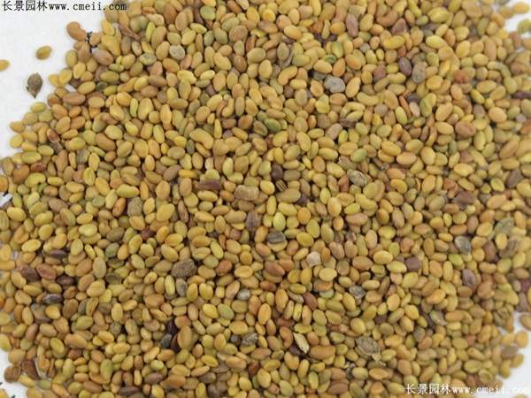 草木犀种子图片