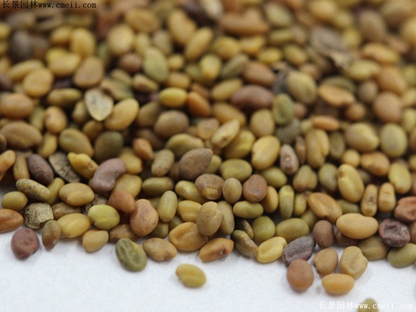 草木犀种子图片