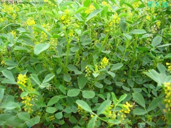 草木犀种子发芽出苗图片