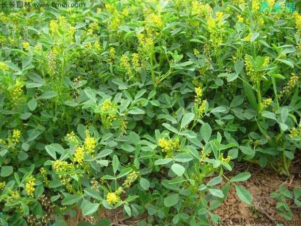 草木犀种子发芽出苗图片