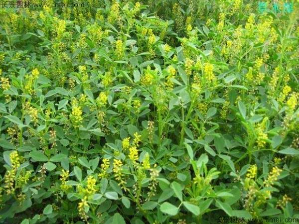 草木犀种子发芽出苗图片