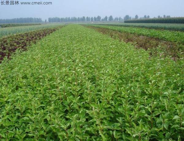 红瑞木种子发芽出苗图片