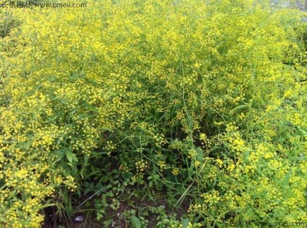 草木犀种子发芽出苗图片