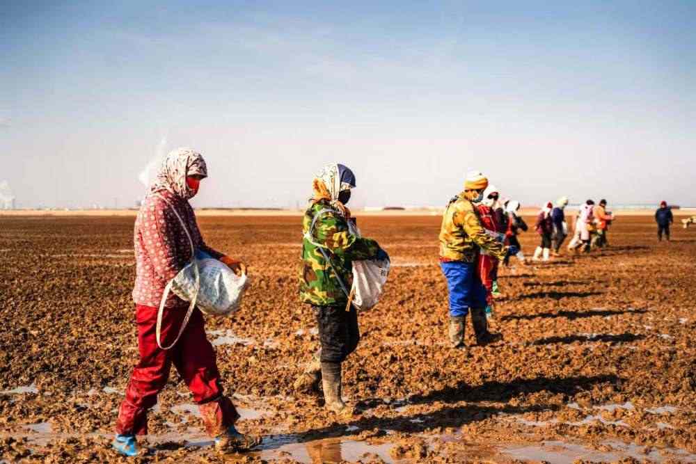 黄河口生态保护修复：盐地碱蓬与海草床焕发生机