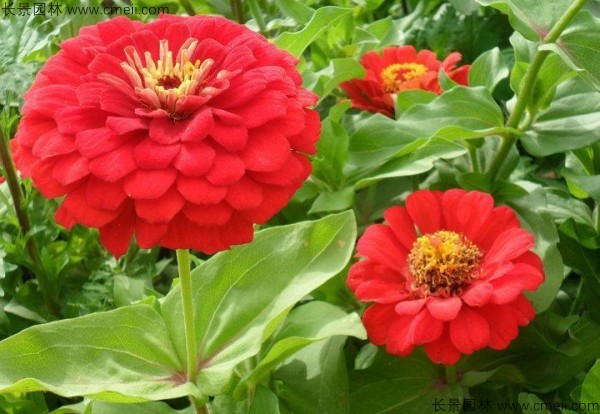 百日草种子发芽出苗开花图片