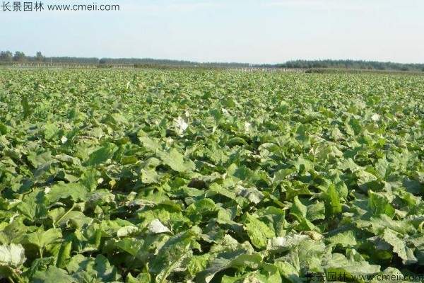 牛蒡种子发芽出苗图片